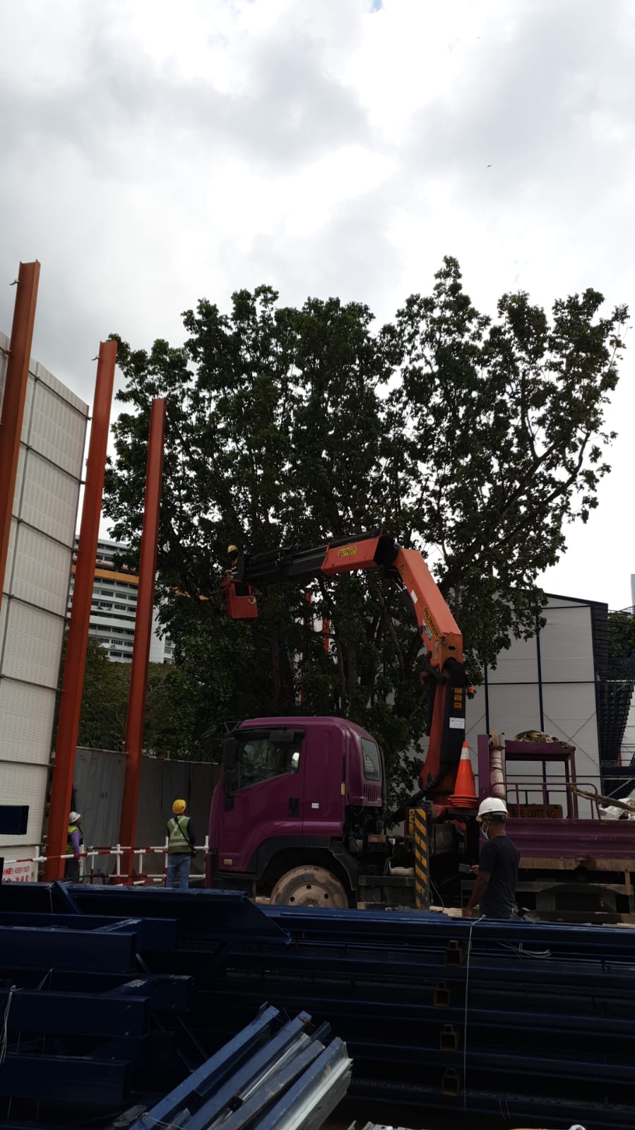 Queens Arc - Pruning Process